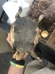 Cuora flavomarginata