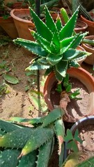 Aloe brevifolia