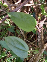 Passiflora oerstedii