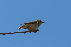 Phylloscopus trochilus