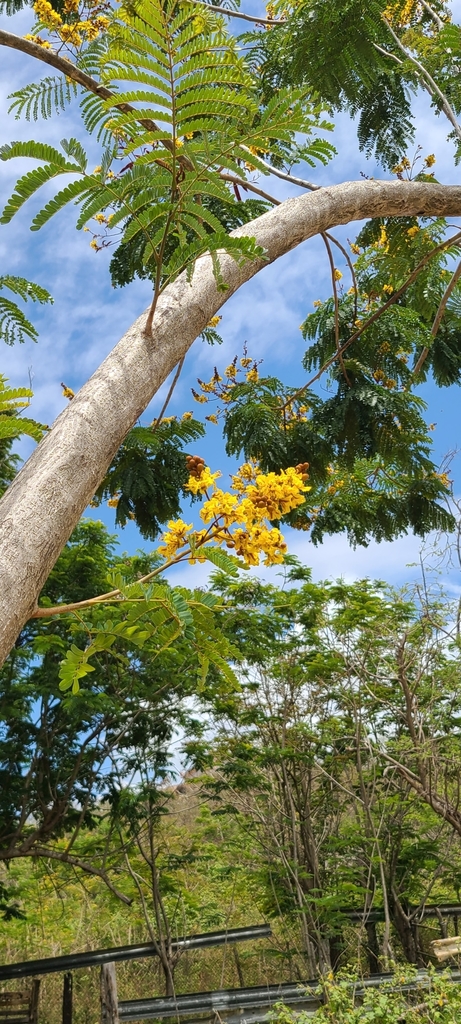 Peltophorum pterocarpum, Palmas, Arroyo, Puerto Rico