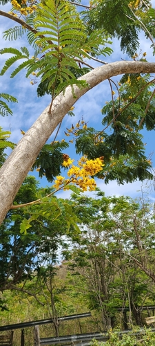 Peltophorum pterocarpum