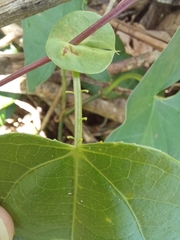 Passiflora oerstedii
