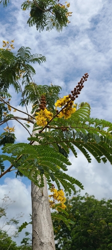 Peltophorum pterocarpum