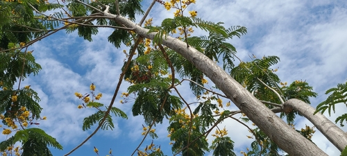 Peltophorum pterocarpum