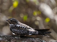 Chordeiles gundlachii