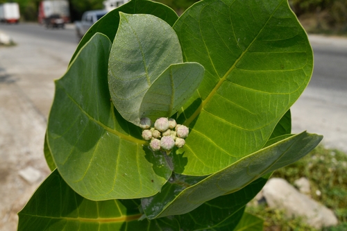 Calotropis procera