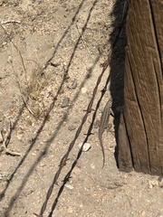 Sceloporus occidentalis