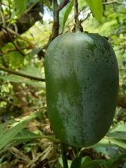 Passiflora oerstedii