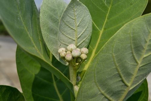 Calotropis procera