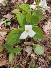 Trillium grandiflorum