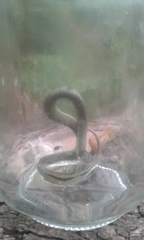 Erythrolamprus epinephalus albiventris