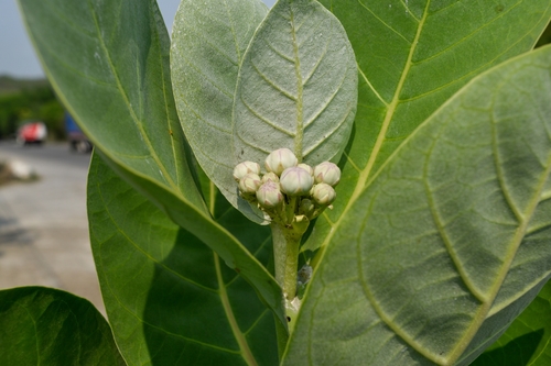 Calotropis procera