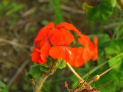 Pelargonium inquinans