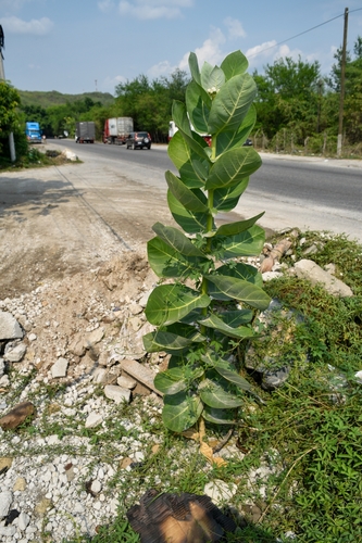 Calotropis procera