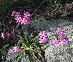 Silene caroliniana
