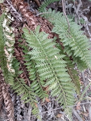 Polystichum plicatum