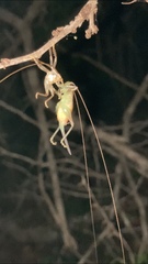 Gryllacridini