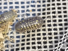 Armadillidium quinquepustulatum