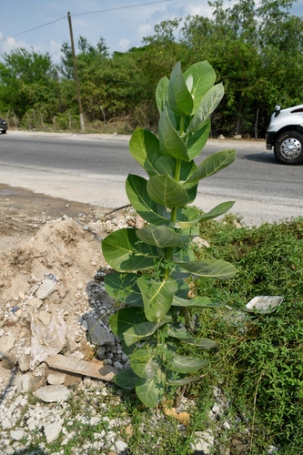 Calotropis procera