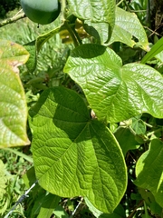 Passiflora menispermifolia image