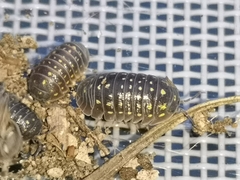 Armadillidium quinquepustulatum