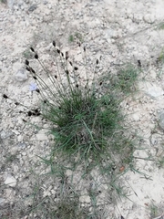 Schoenus nigricans