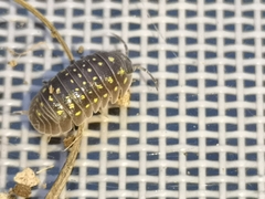 Armadillidium quinquepustulatum