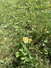 Primula elatior