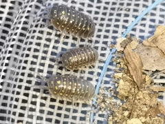 Armadillidium quinquepustulatum