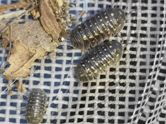 Armadillidium quinquepustulatum