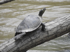 Graptemys sabinensis