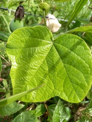 Passiflora menispermifolia