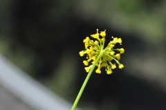 Lomatium ambiguum