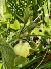 Passiflora menispermifolia