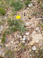 Ranunculus gramineus