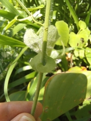 Passiflora menispermifolia
