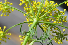 Lomatium ambiguum