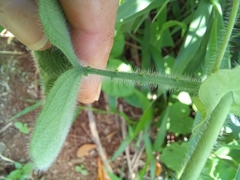 Passiflora menispermifolia