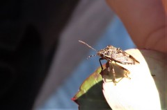 Podisus serieventris