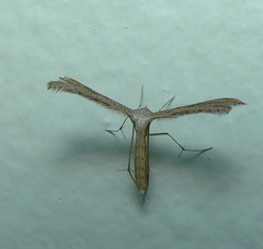 Pterophorini
