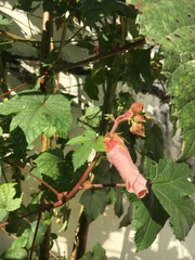 Abelmoschus esculentus