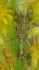 Paramantispa decorata