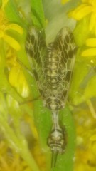 Paramantispa decorata