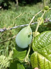Passiflora menispermifolia