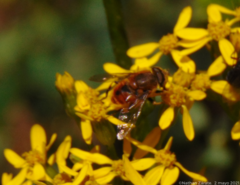 Eristalis circe