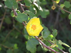 Fremontodendron