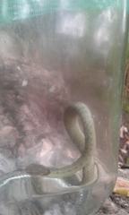 Erythrolamprus epinephalus albiventris