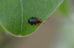 Gastrophysa polygoni