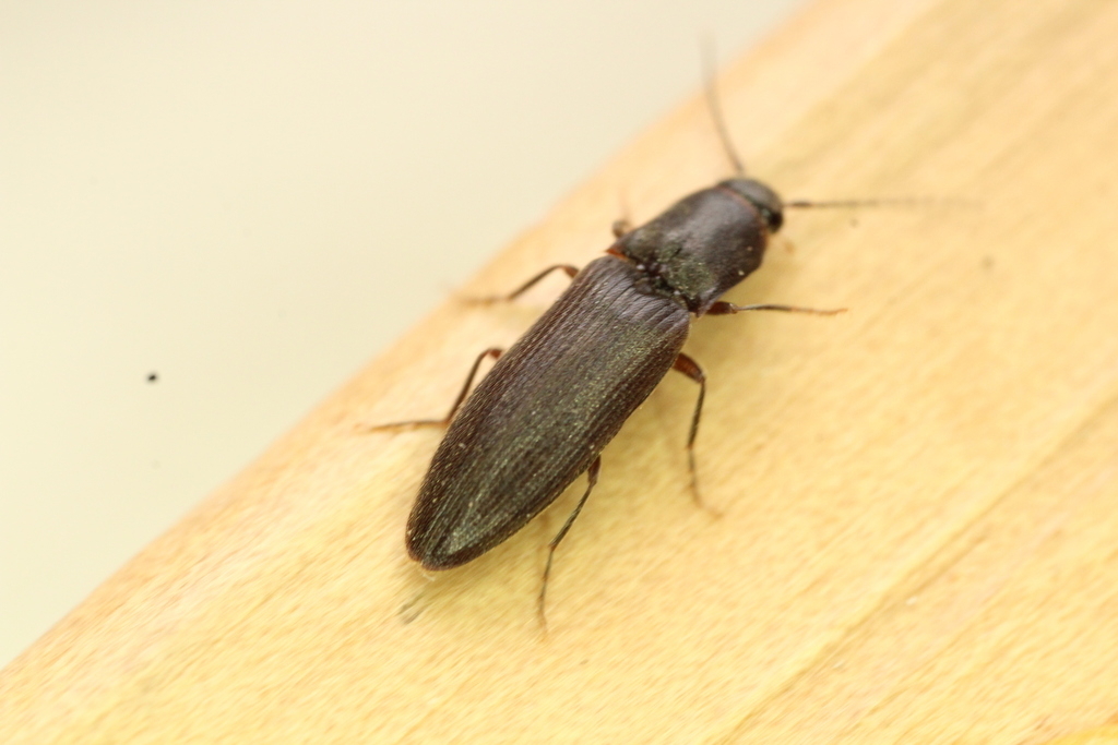 Dalopius spretus